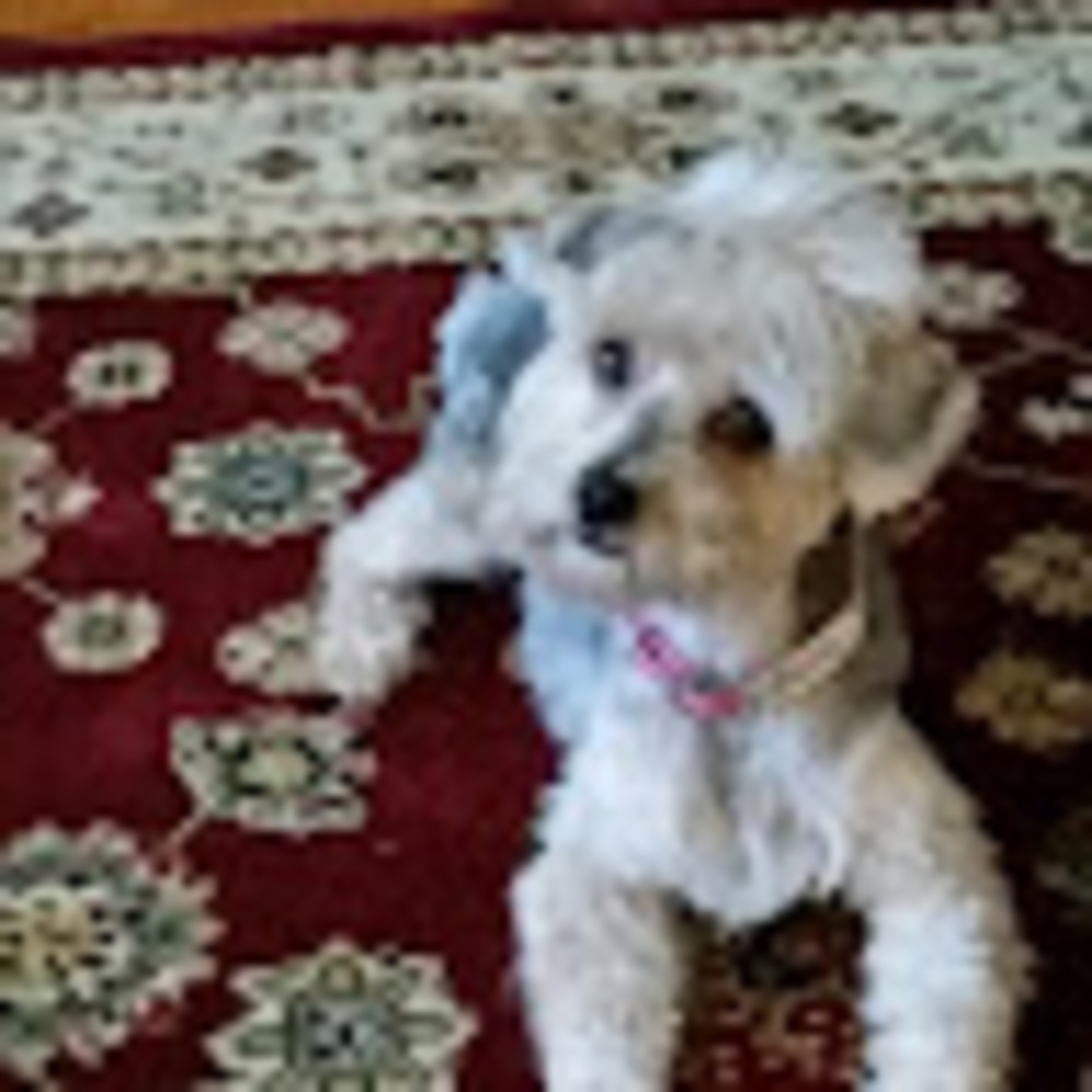 Meet your Posher, Traci
